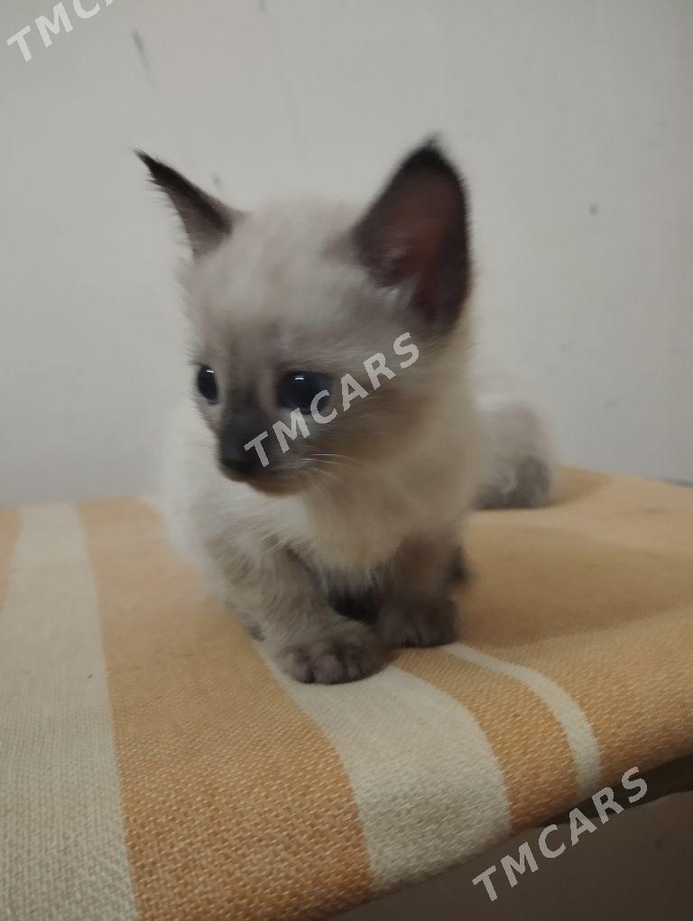 Сиамские котята - Daşoguz - img 3