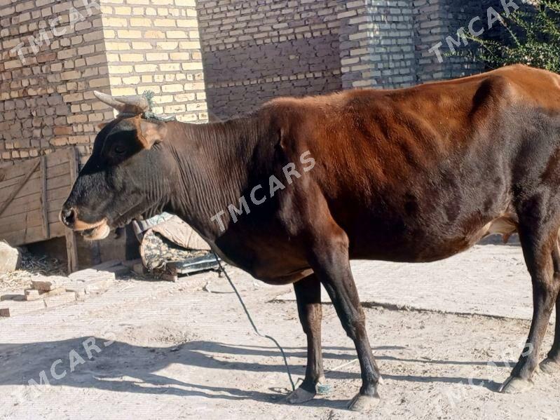 Bogaz - Çärjew - img 3