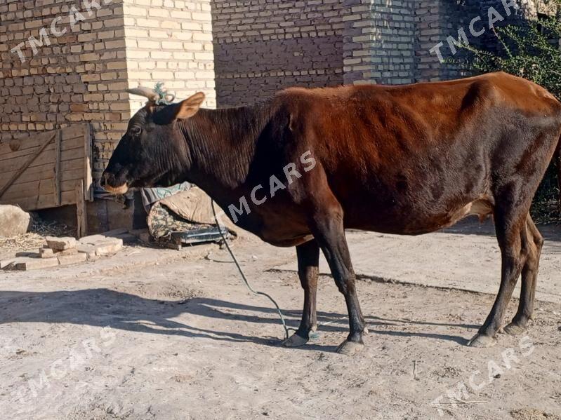 Bogaz - Çärjew - img 2