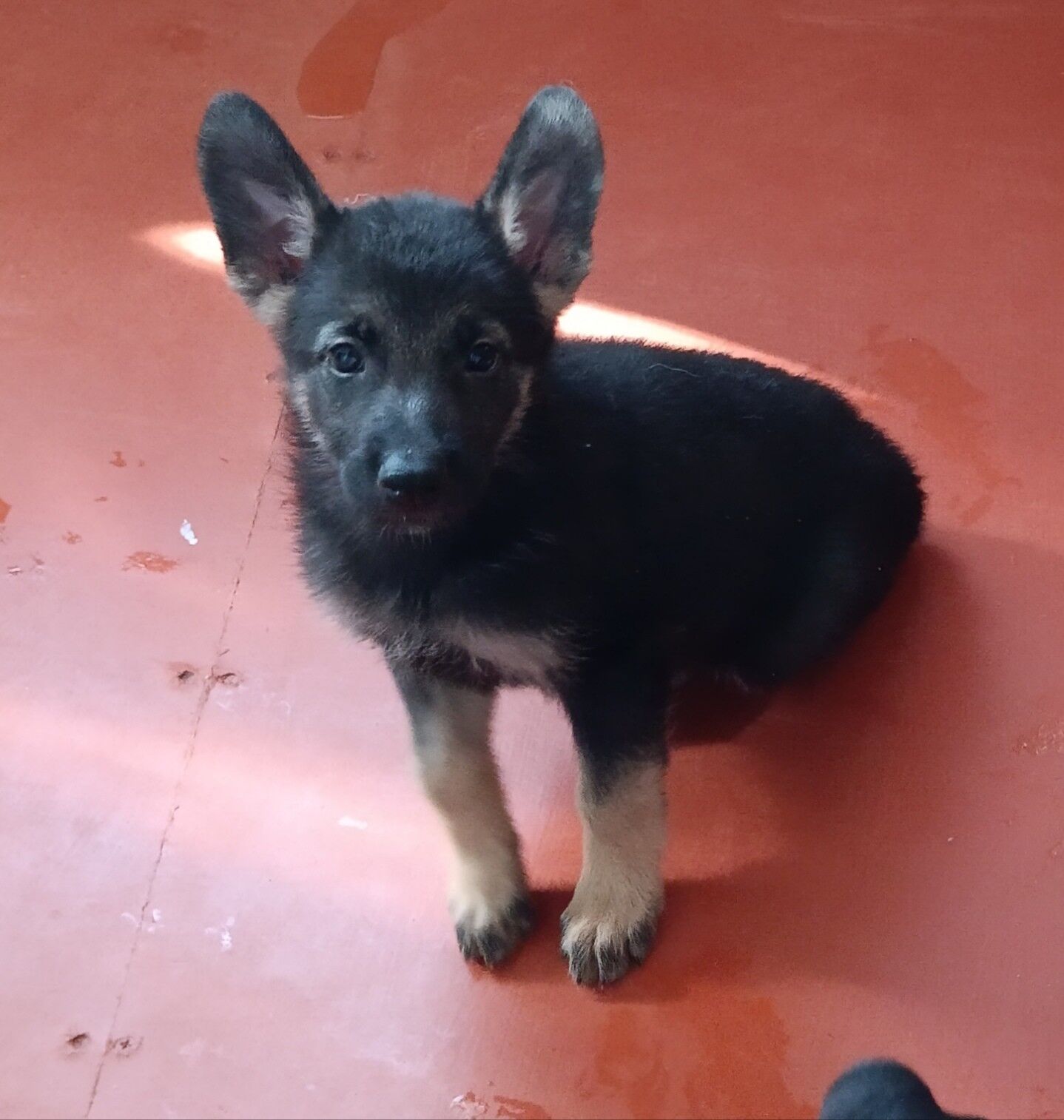 чистокровные овчарки - Туркменабат - img 4