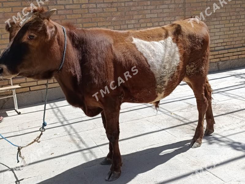 baklyk OKUZLER - Türkmenabat - img 3