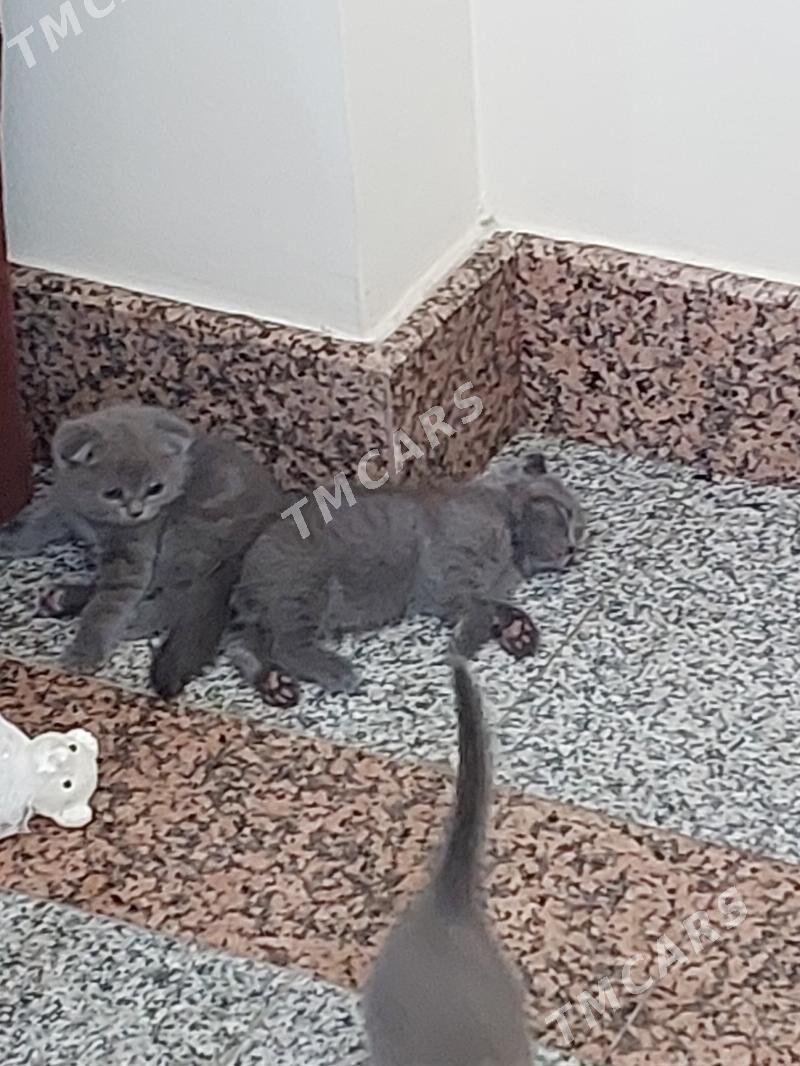 Породистые шотландские вислоуш - Aşgabat - img 2