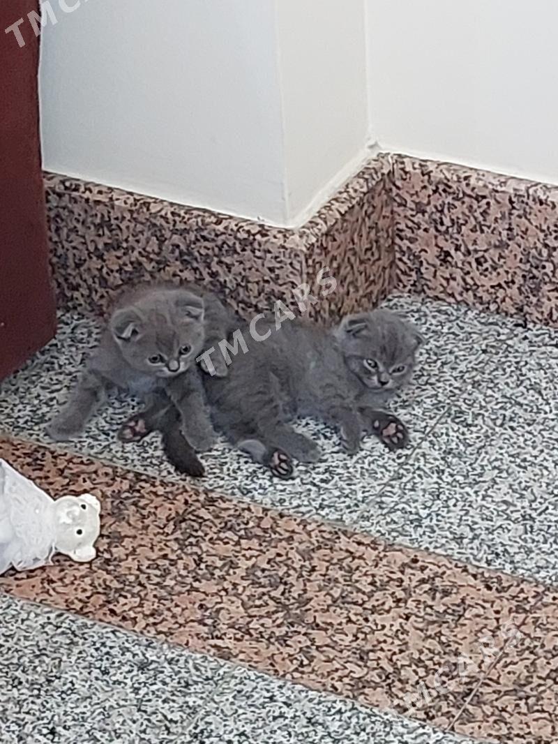 Породистые шотландские вислоуш - Aşgabat - img 1