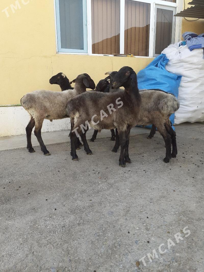 Tokli - Garadamak Şor - img 2