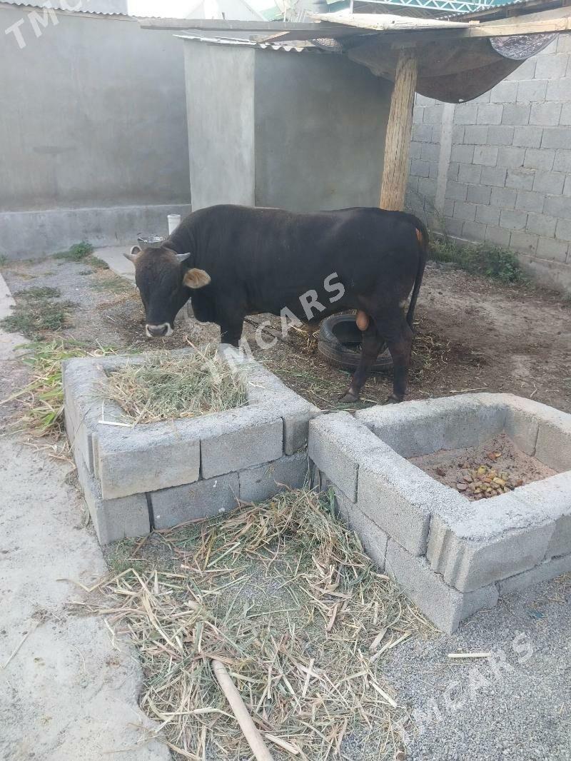 GÖLE ÖKÜZ - Гёкдепе - img 2