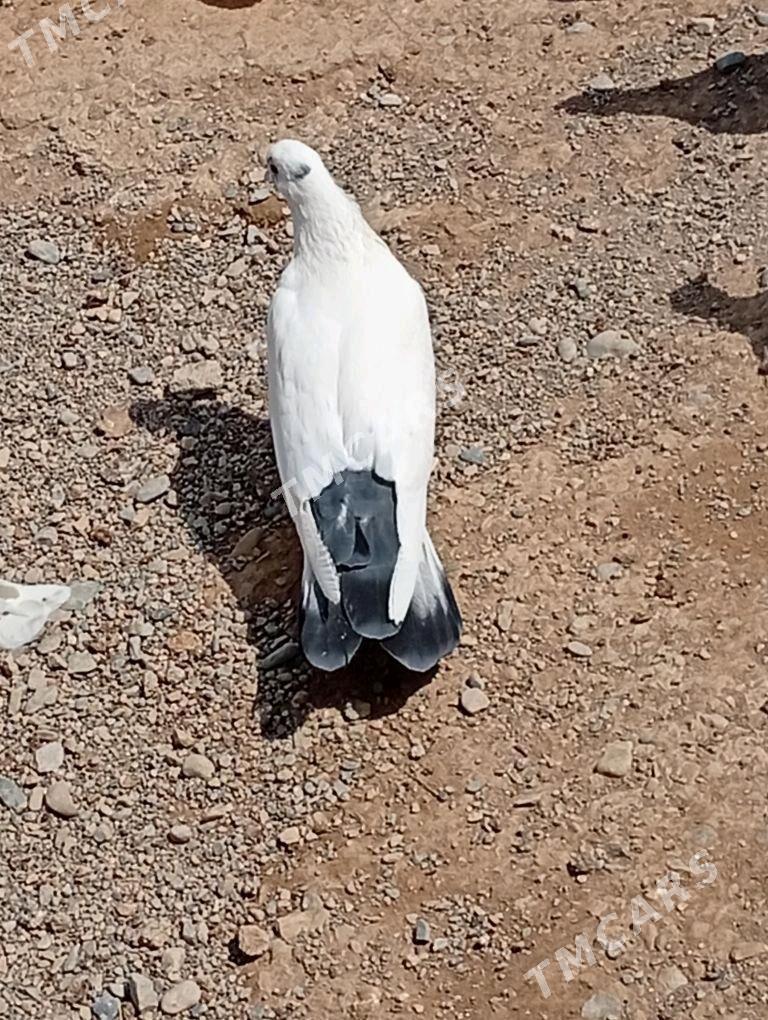 Kepderi - Aşgabat - img 2