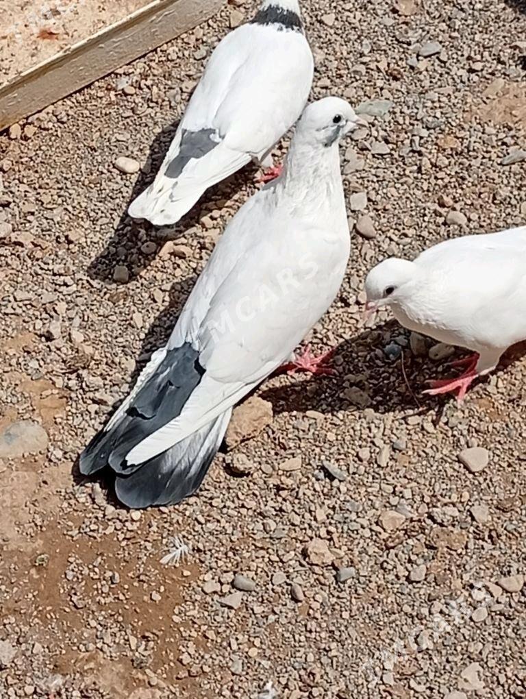 Kepderi - Aşgabat - img 3