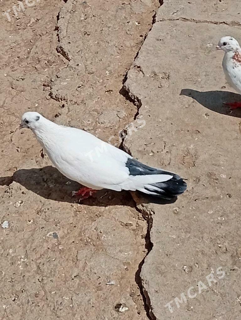 Kepderi - Aşgabat - img 4