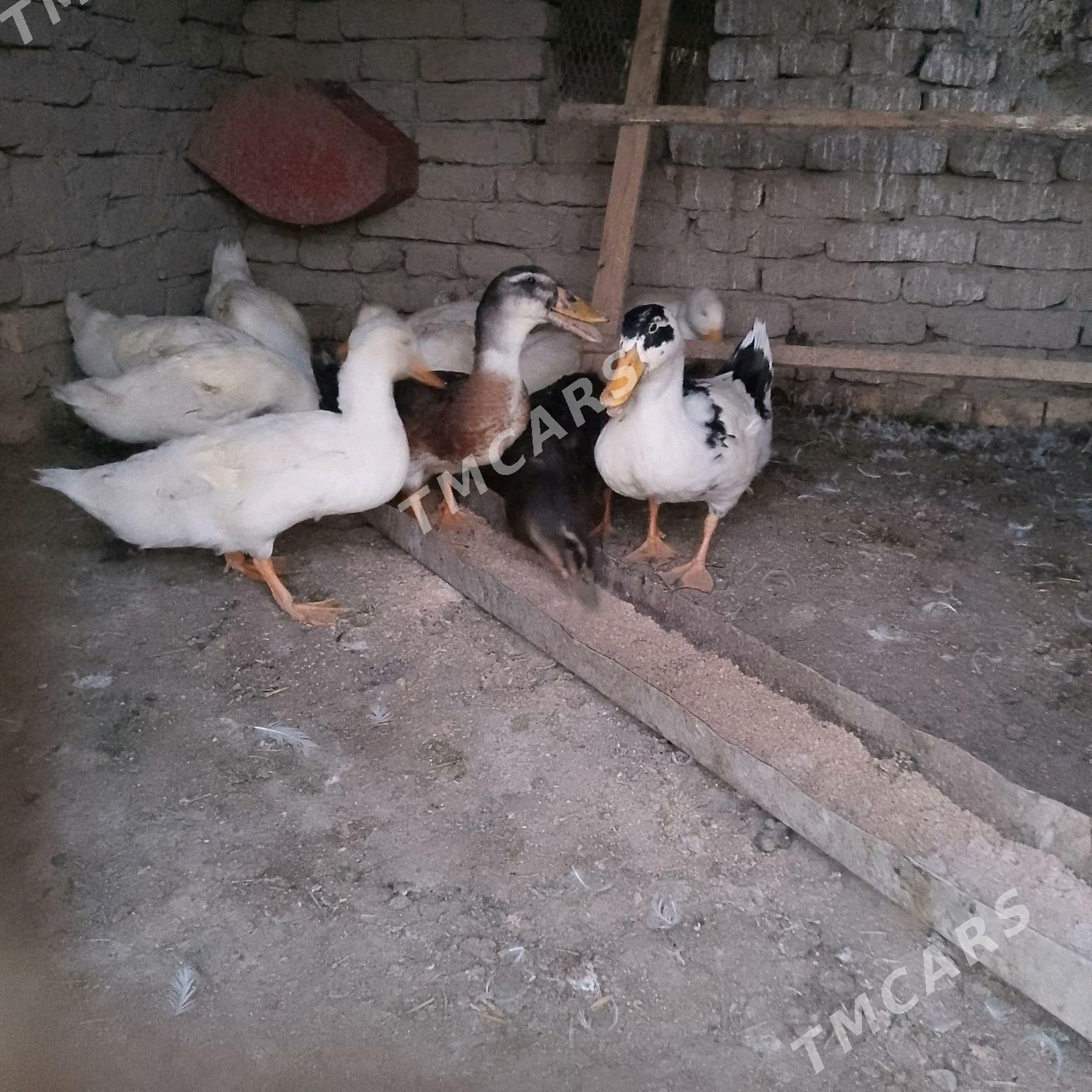 gak gak - Murgap - img 2