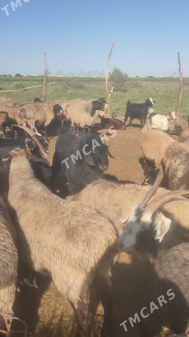 TEKE KELEK - Tejen - img 3