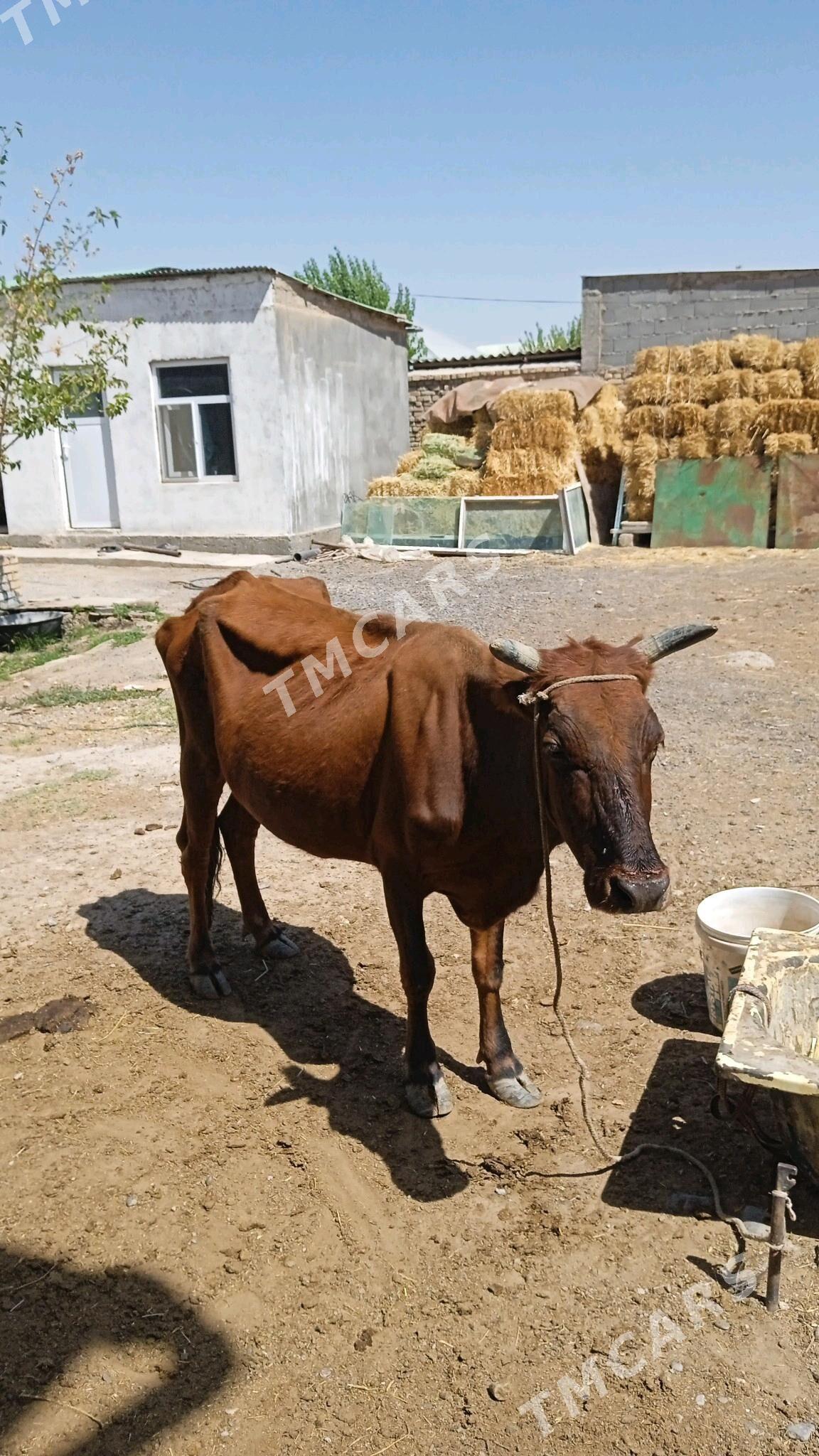 gysyrsygyr - Çoganly - img 2