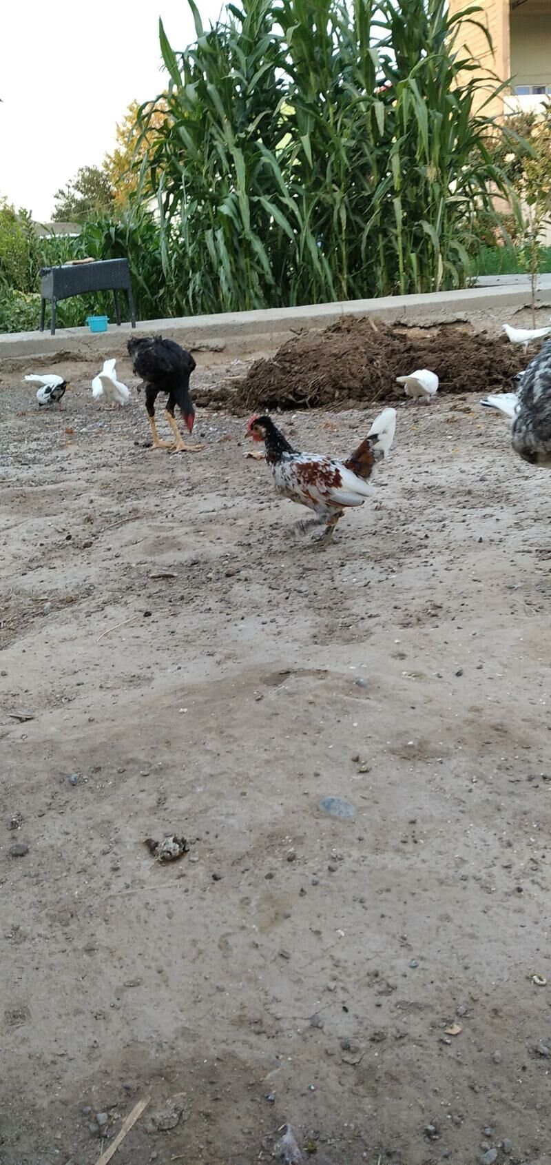 karli horaz - Aşgabat - img 2