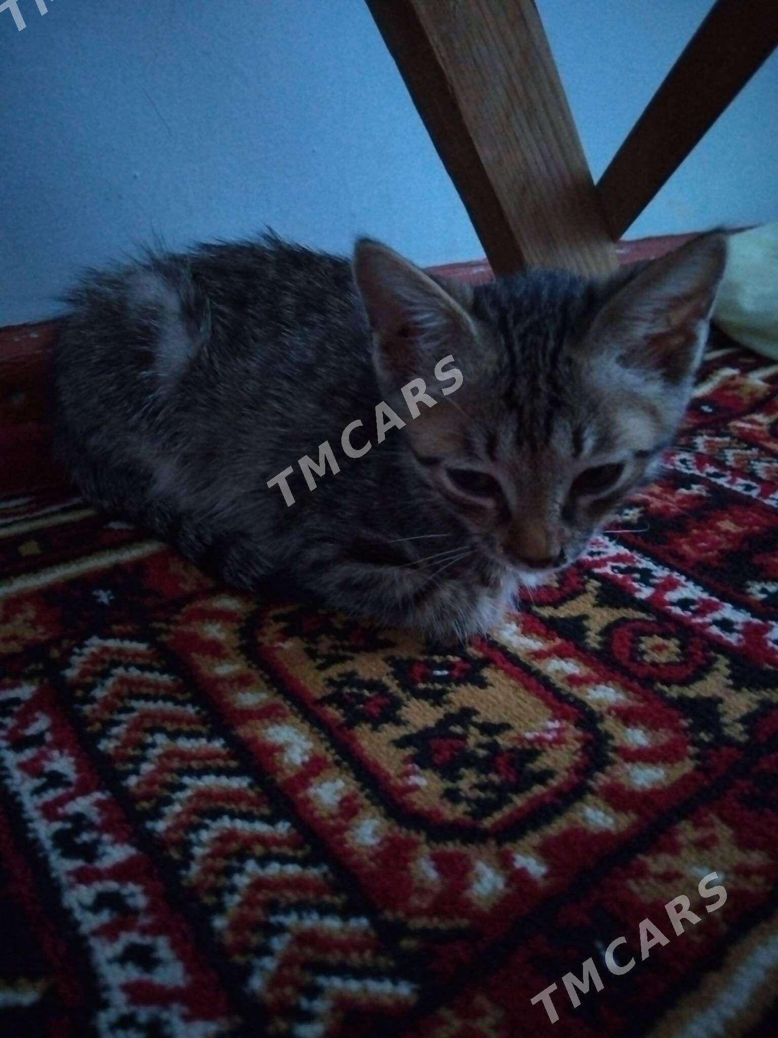 кошка pișik - Daşoguz - img 2