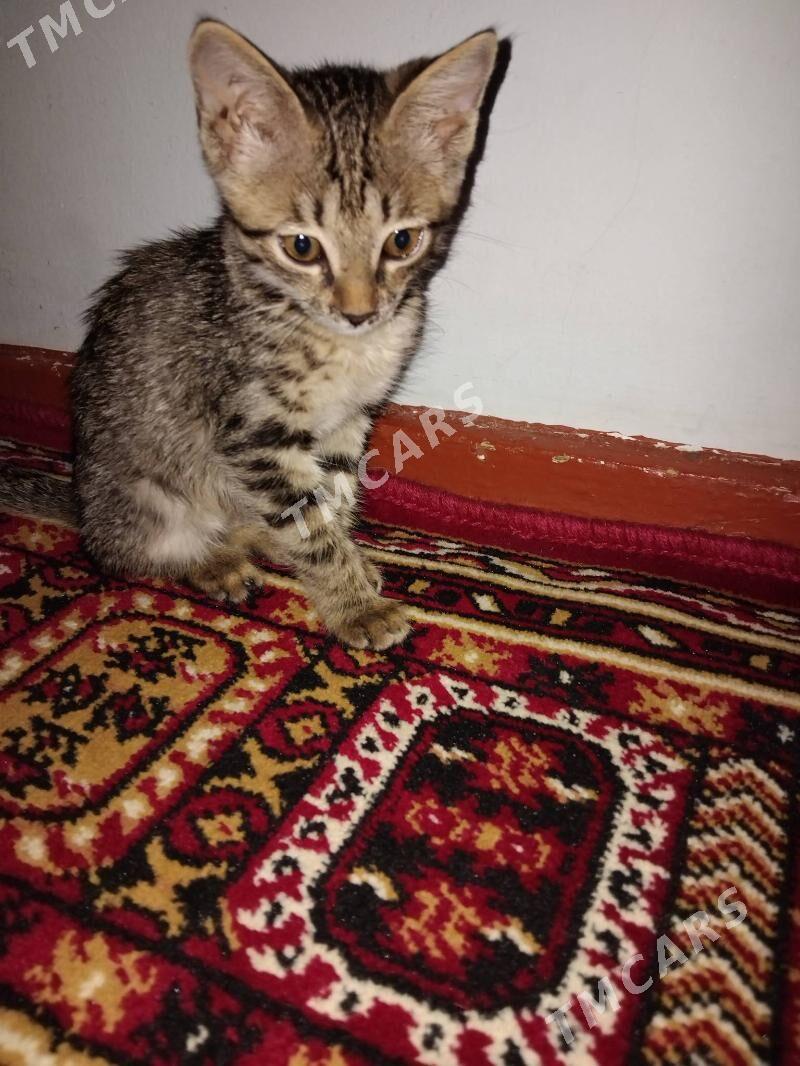 кошка pișik - Daşoguz - img 3