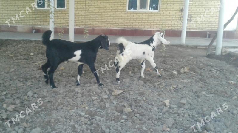 Пакистан овлак - Керки - img 5