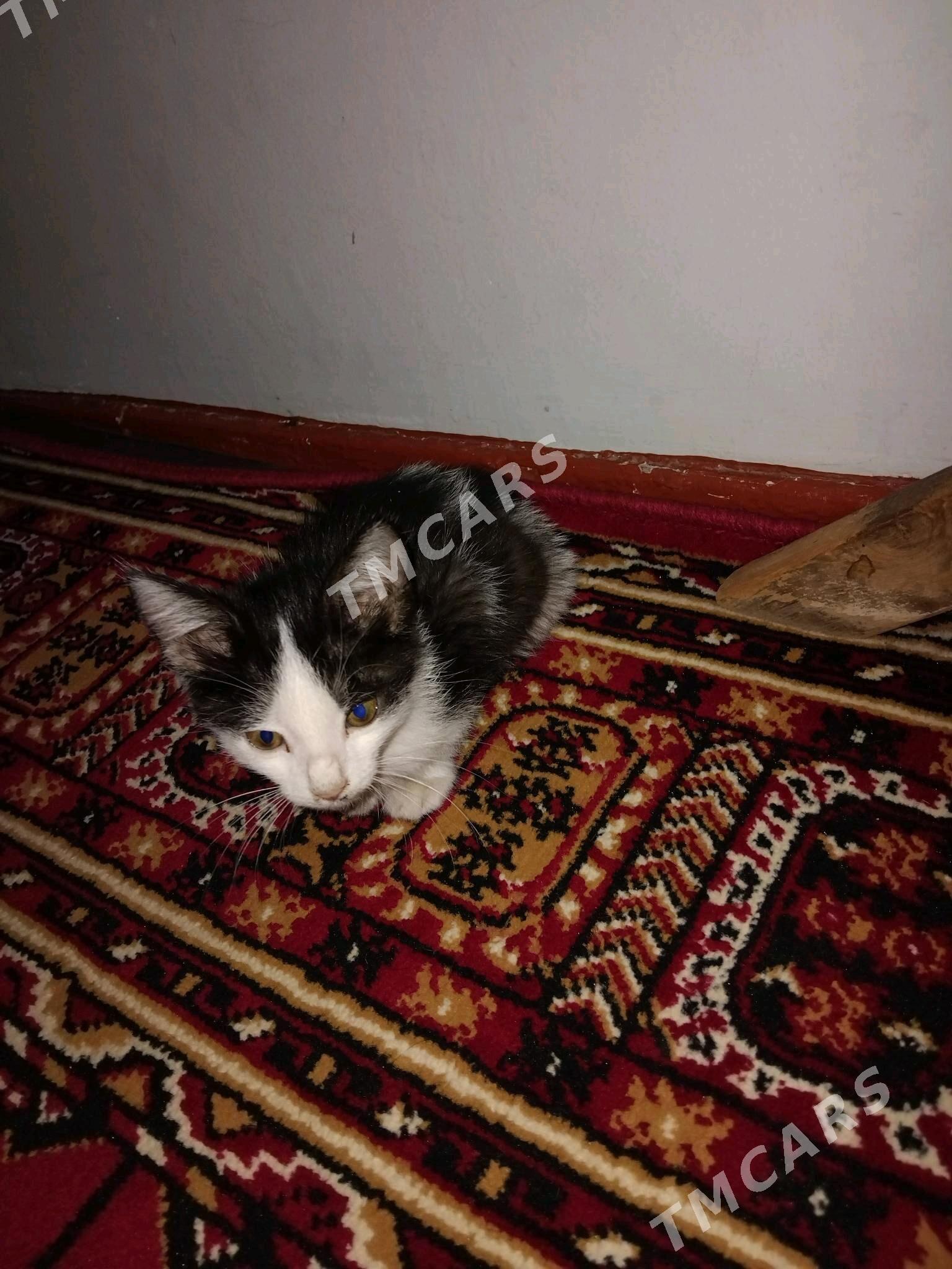 котёнок pisik - Daşoguz - img 3