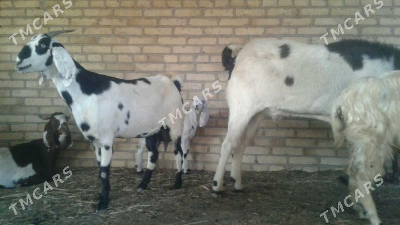 Пакистан гечи - Kerki - img 5