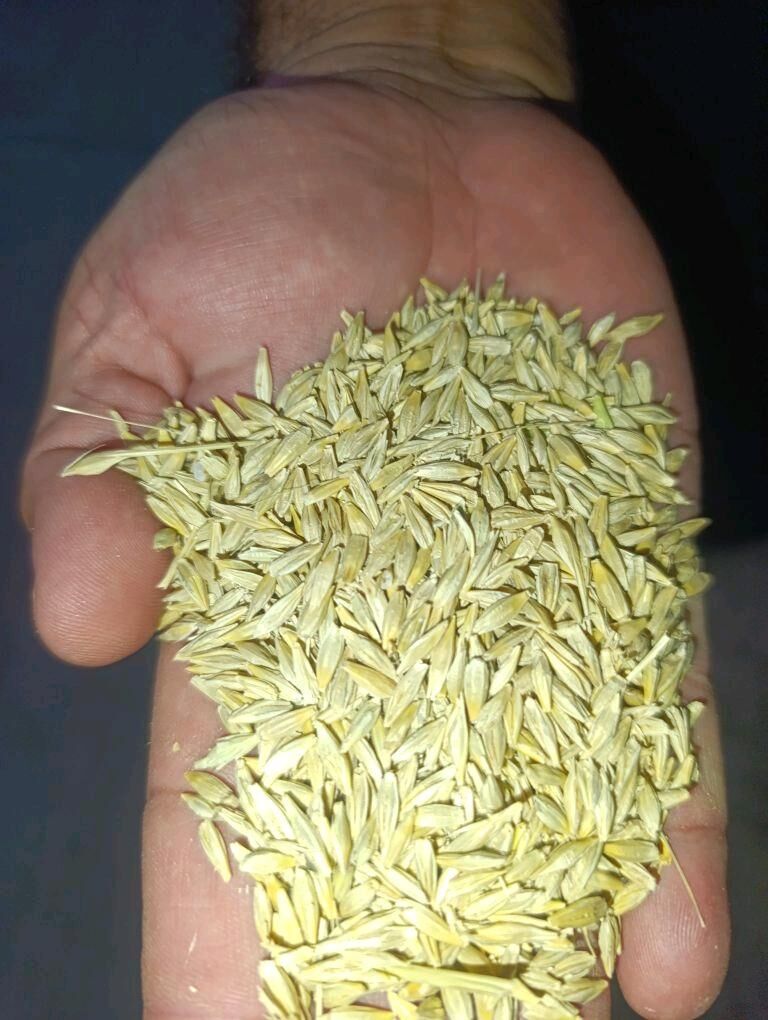 Arpa - Теджен - img 6