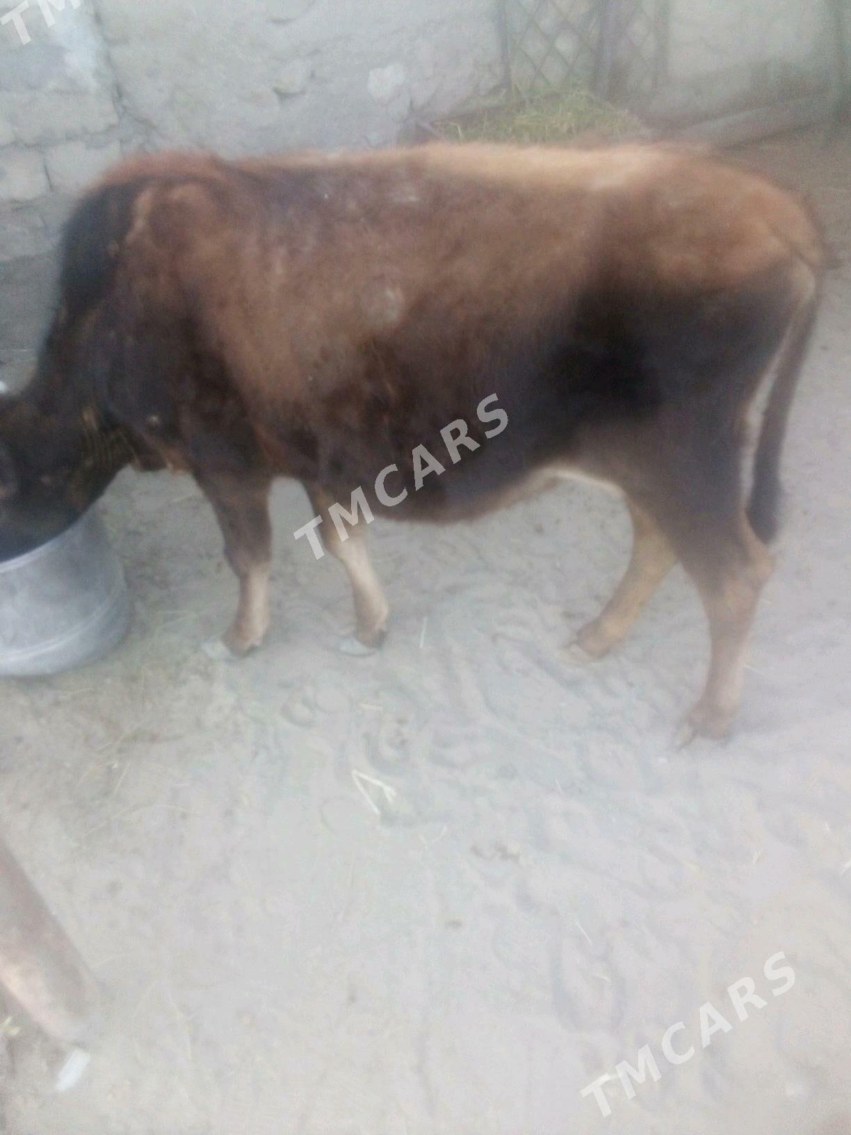 gaçar.2.yaş - Gumdag - img 2