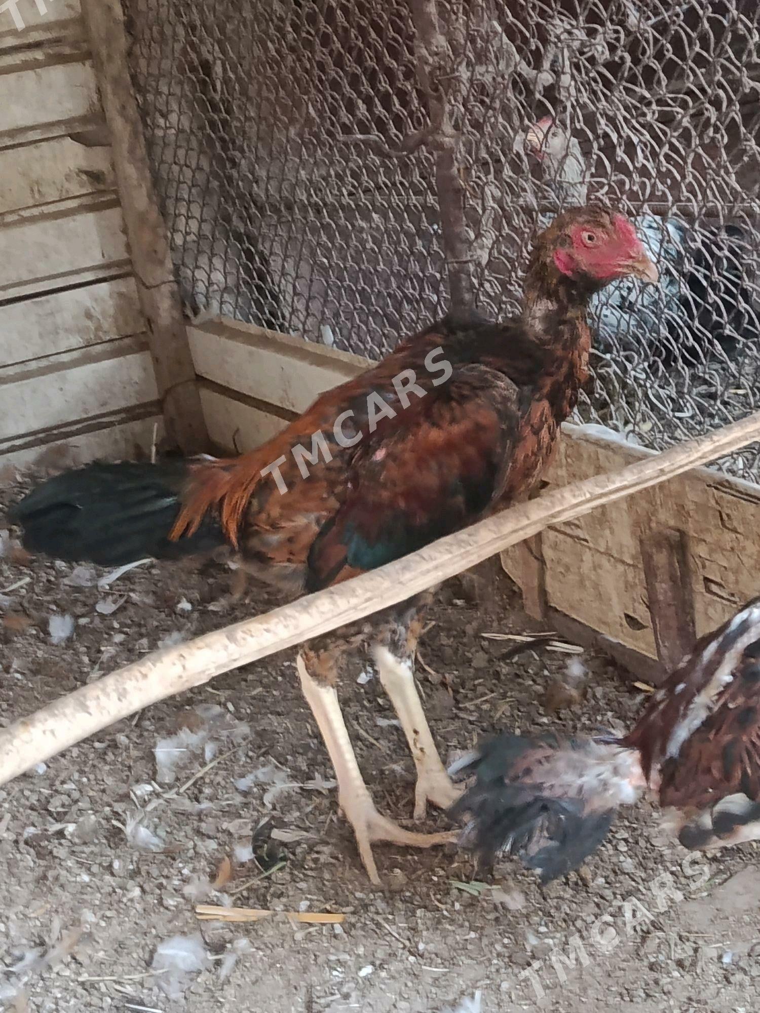 bayaso juje - Çärjew - img 2