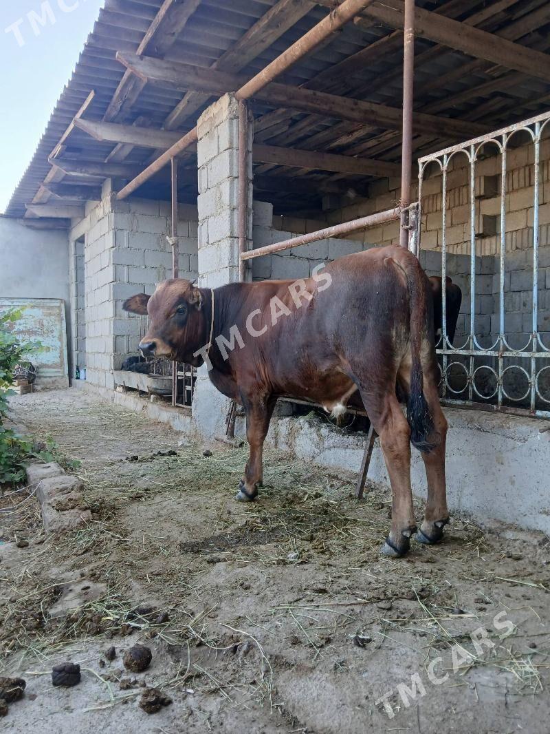 6sy bile okuz tuwe - Büzmeýin - img 2
