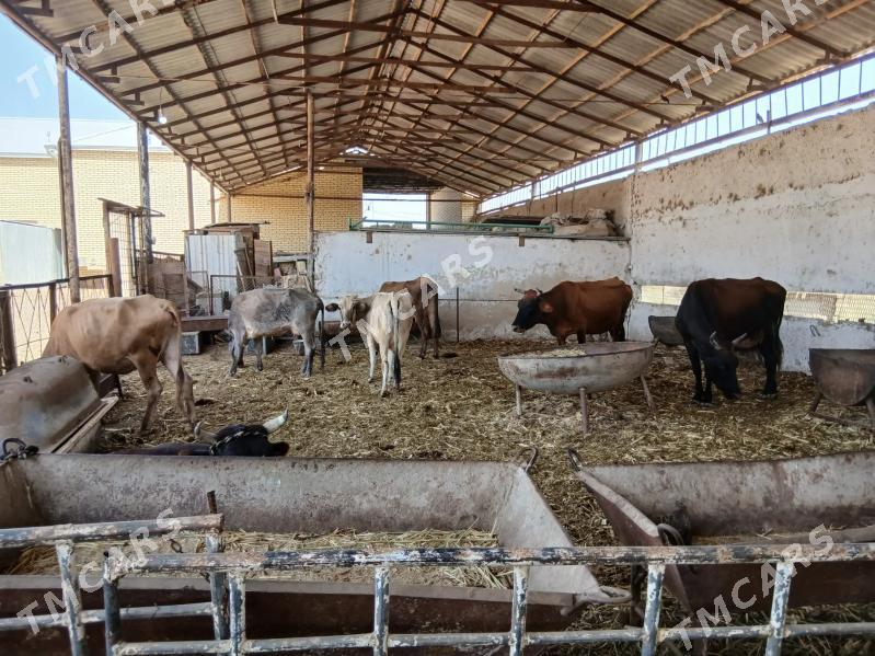 okuzce boğaz bakym sygyr - Мары - img 2