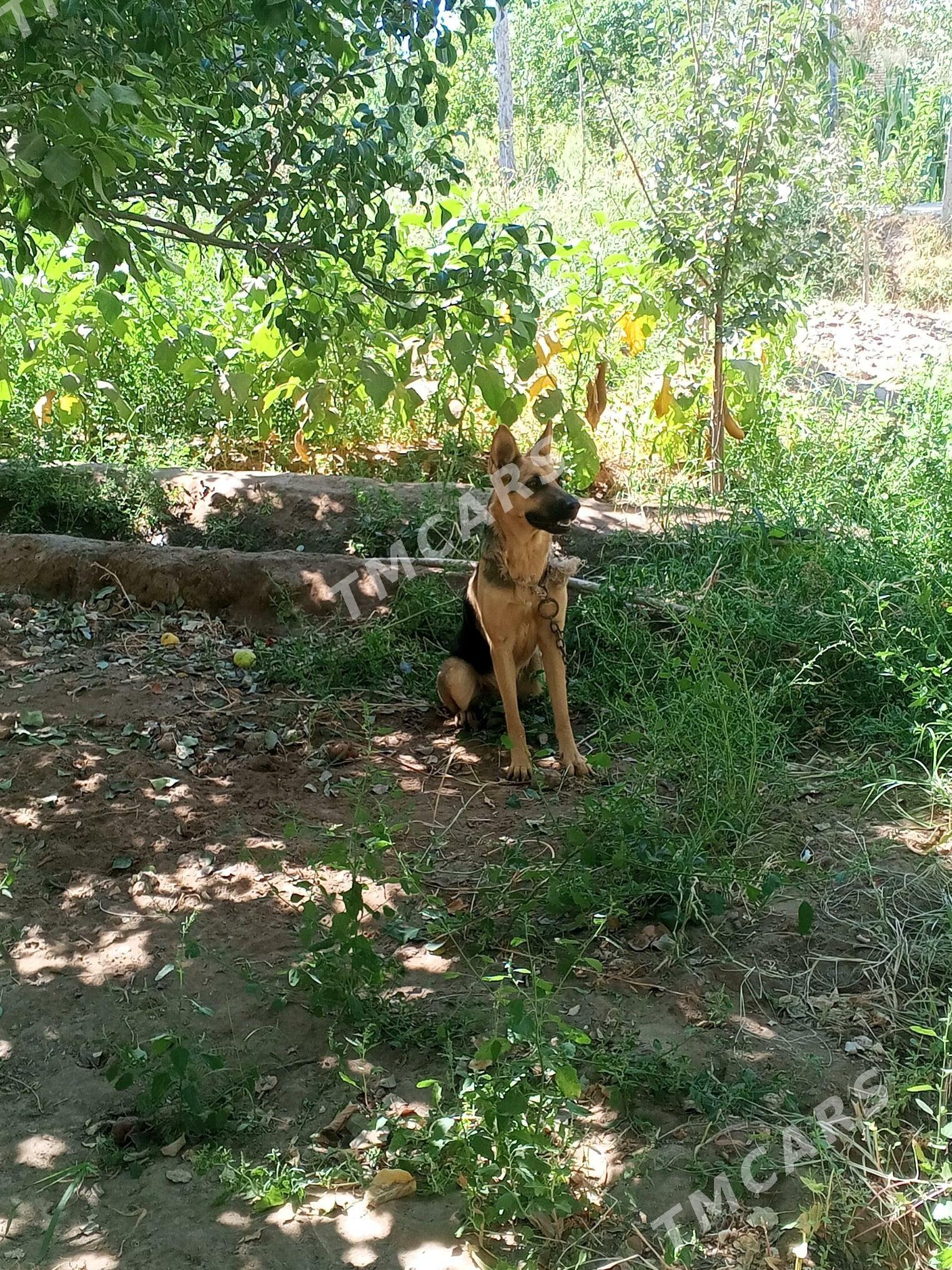 Afçarka - Daşoguz - img 2