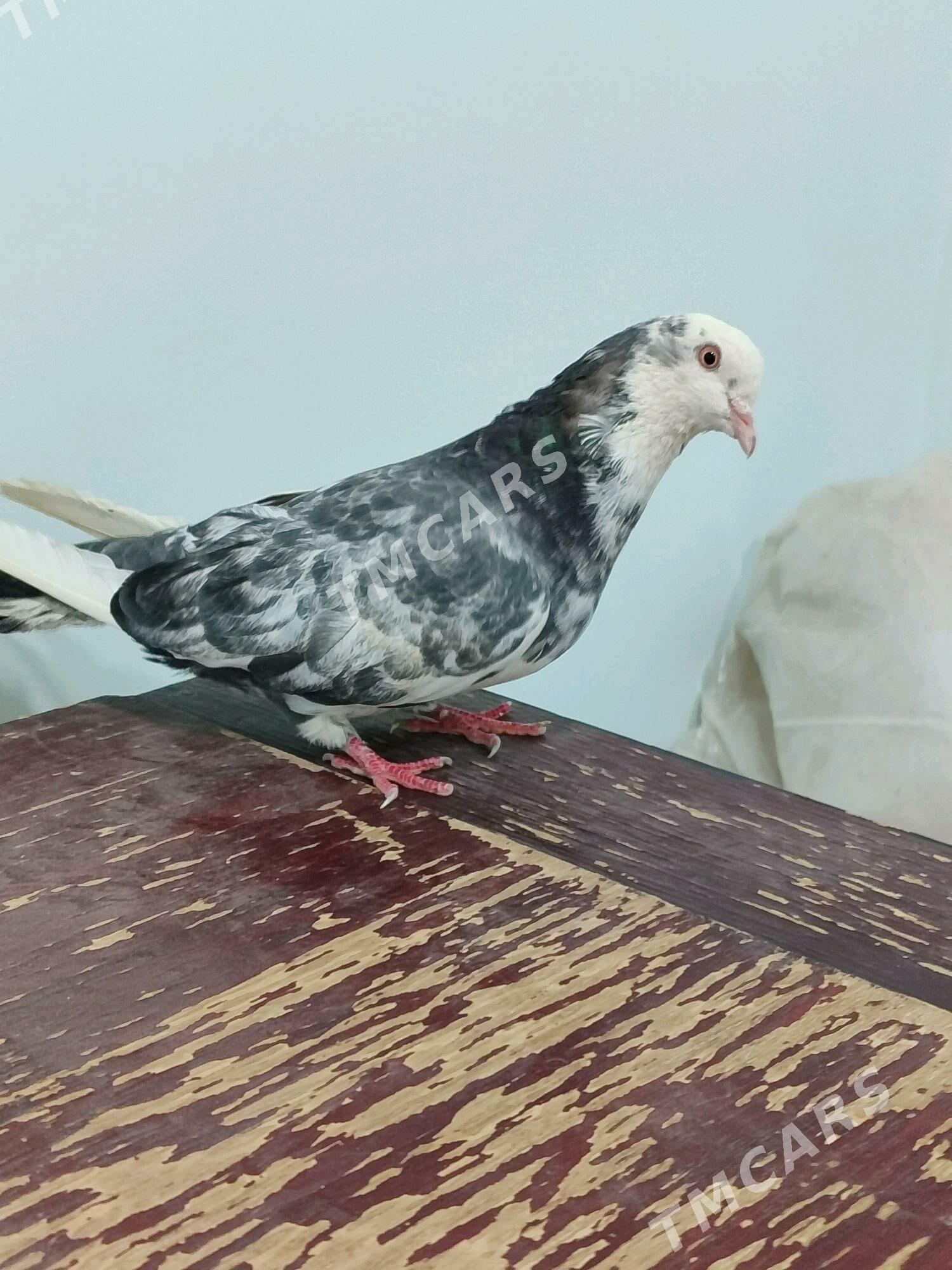 kepderi - Wekilbazar - img 6