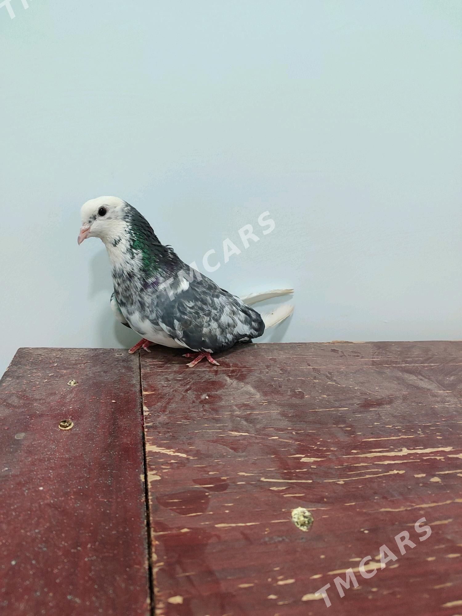 kepderi - Wekilbazar - img 5