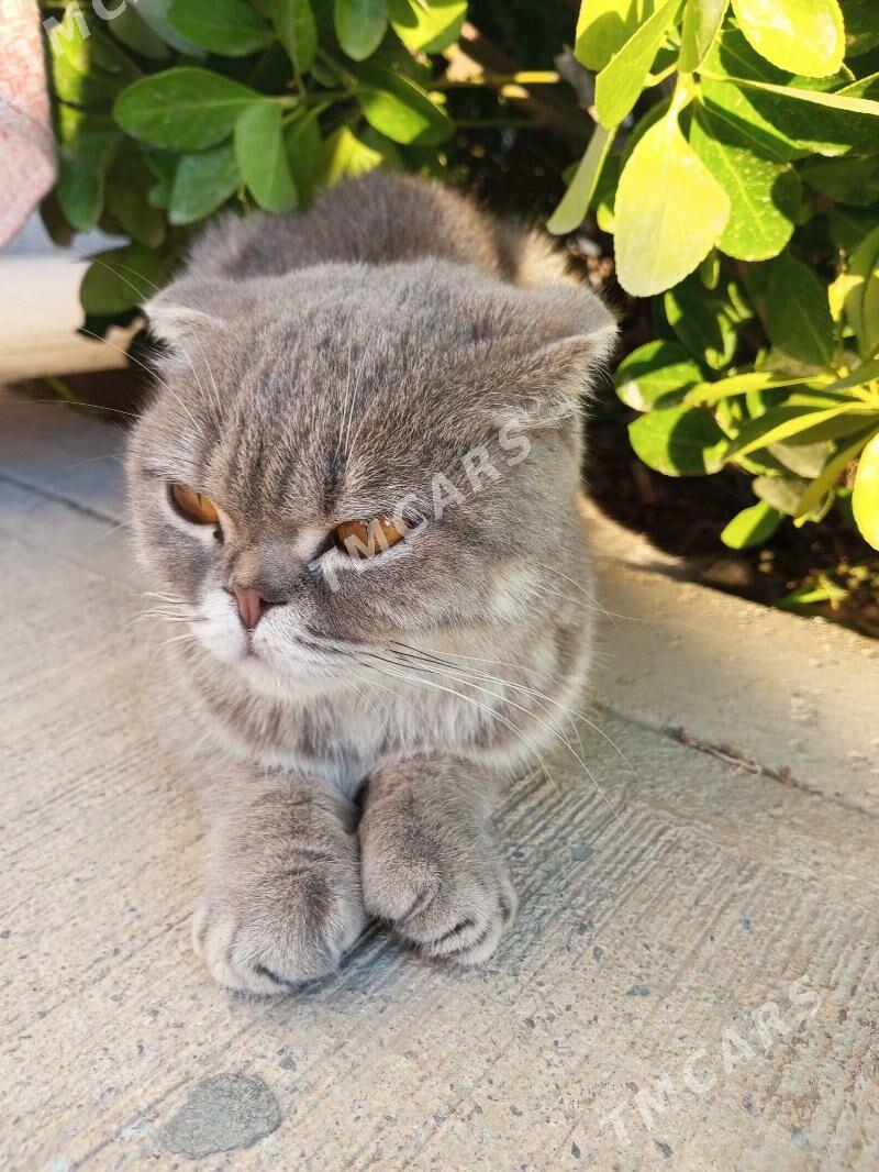 котенок - Туркменбаши - img 2