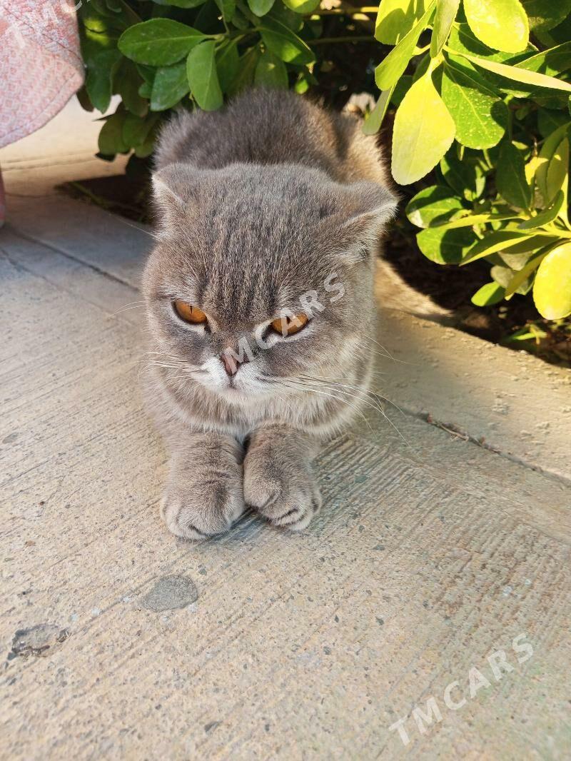 котенок - Туркменбаши - img 3