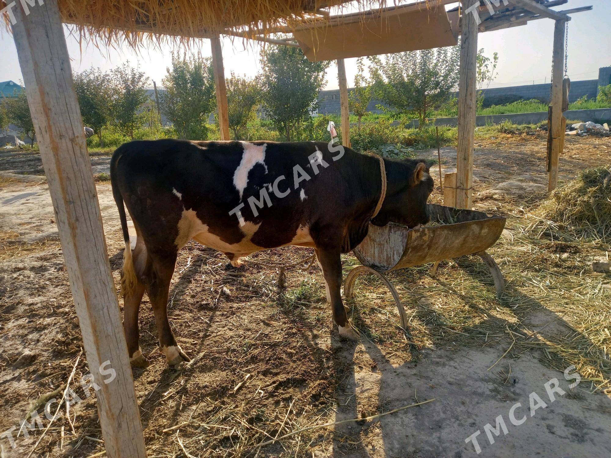 öküz - Bäherden - img 3