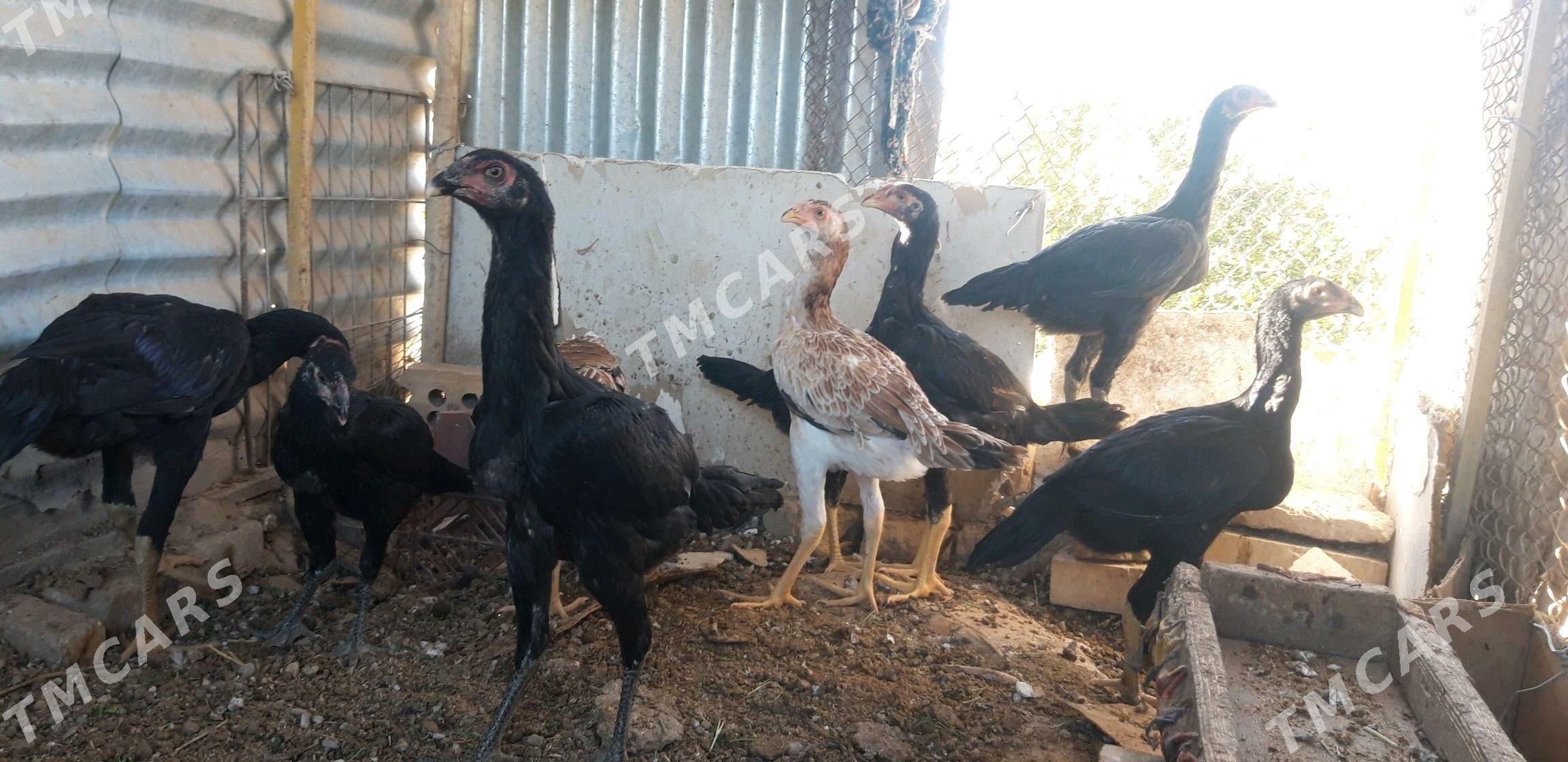 SATLYK TAŞKENT - Wekilbazar - img 3