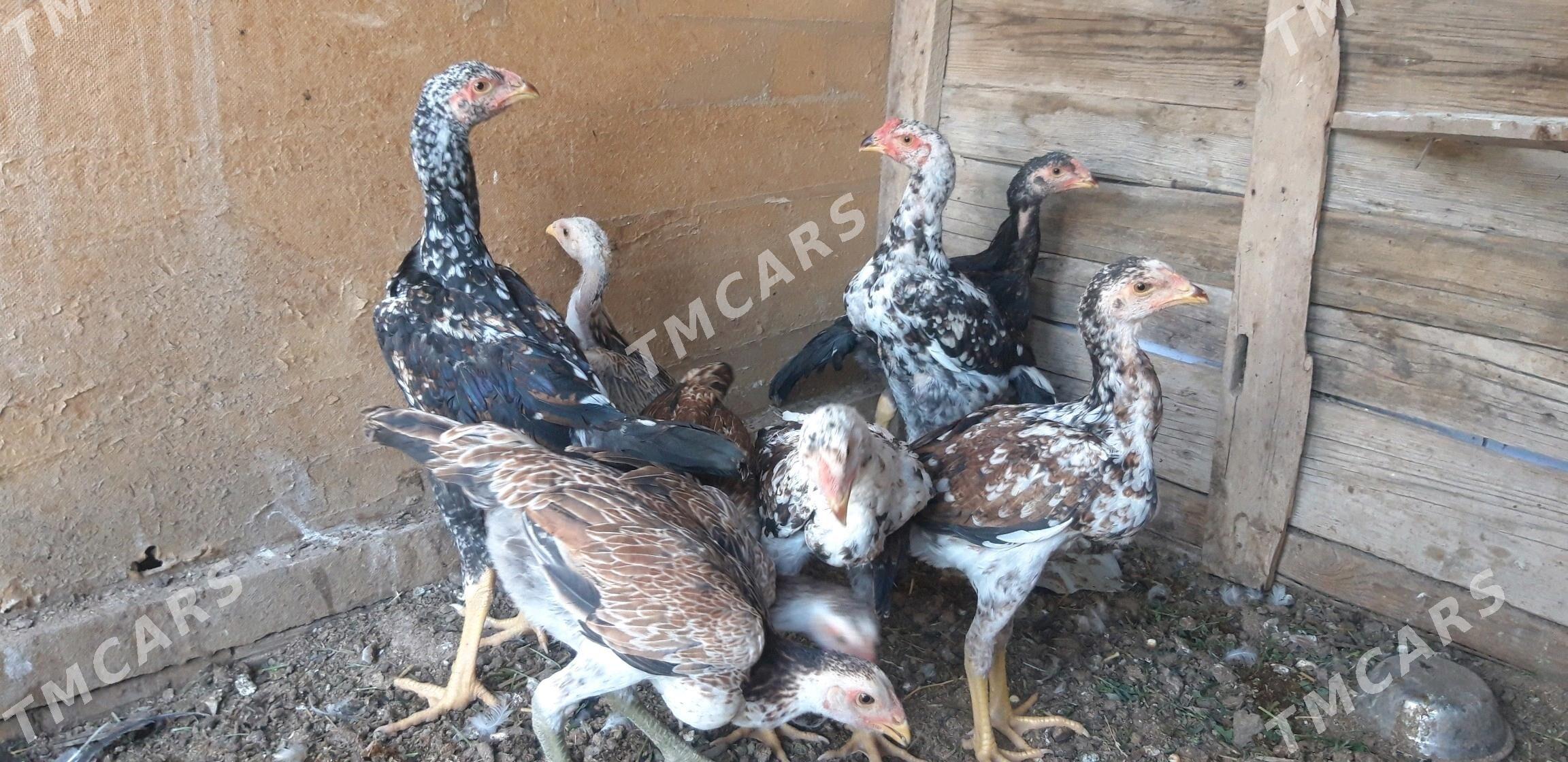SATLYK TAŞKENT - Wekilbazar - img 10