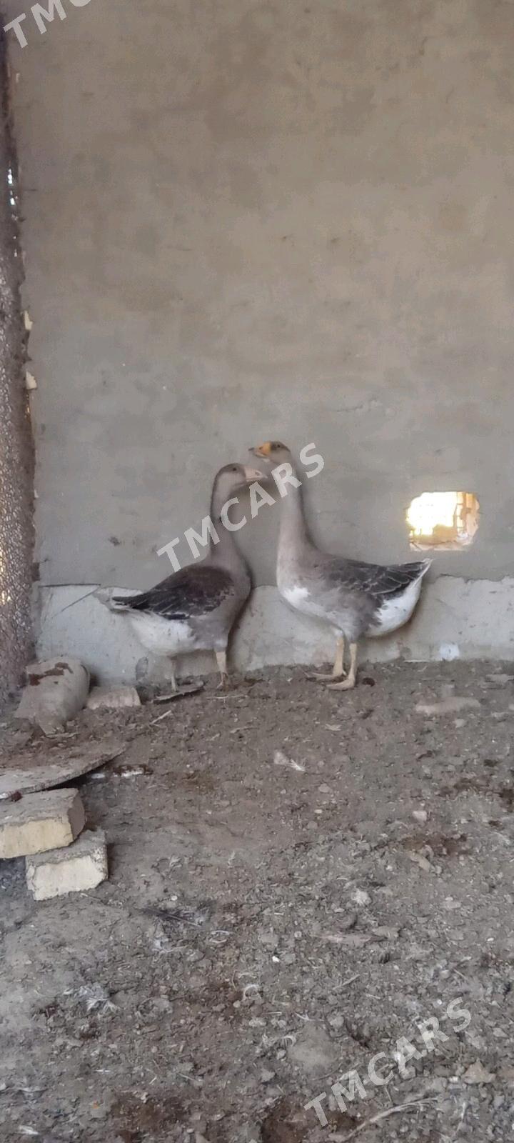 Gus - Wekilbazar - img 2