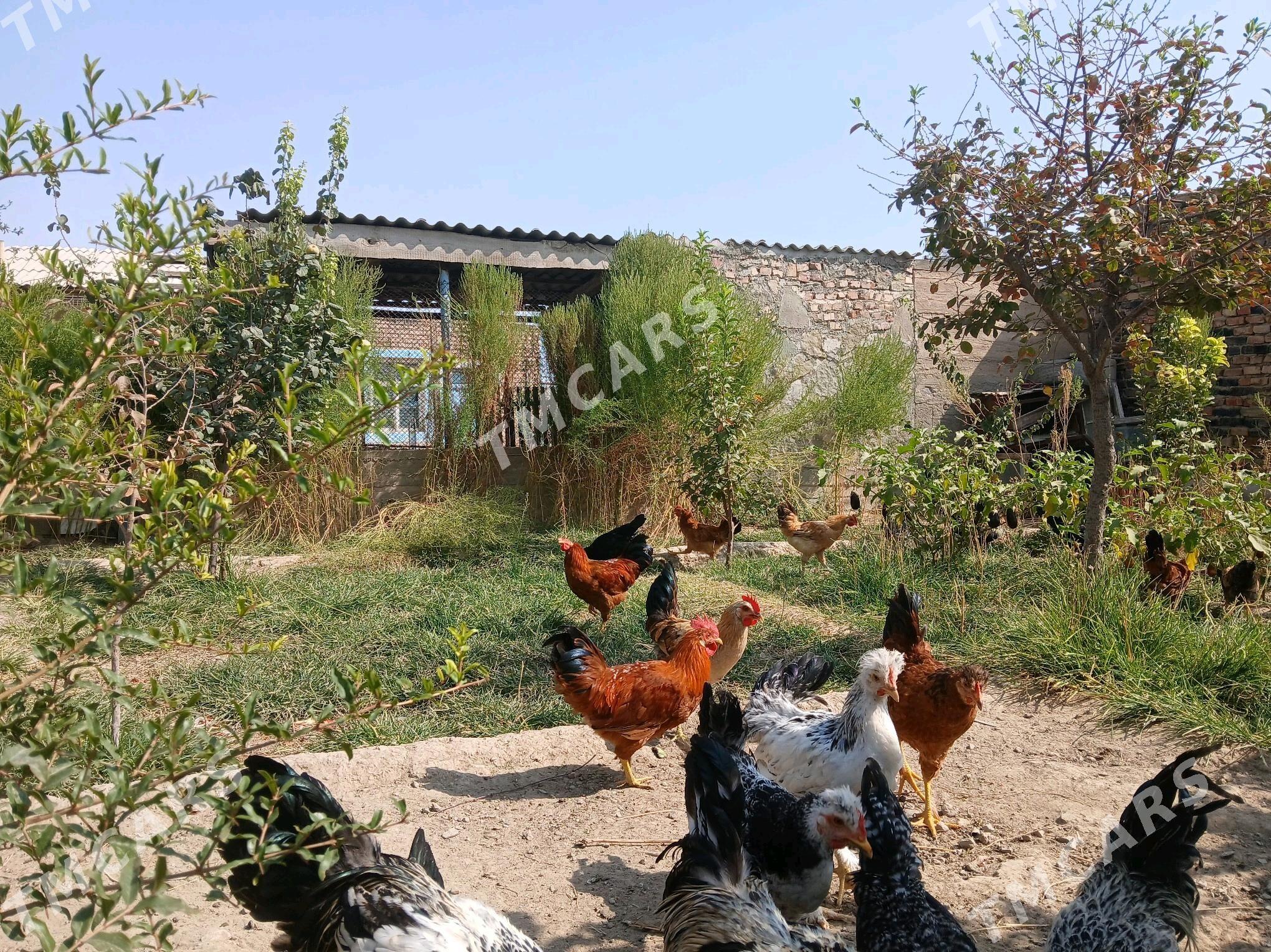 Horaz - Bereket - img 2