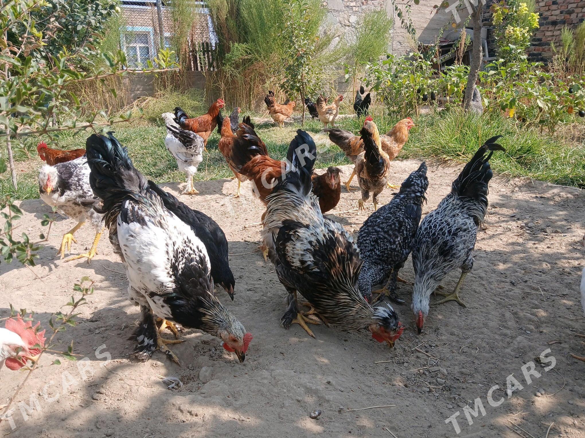 Horaz - Bereket - img 3