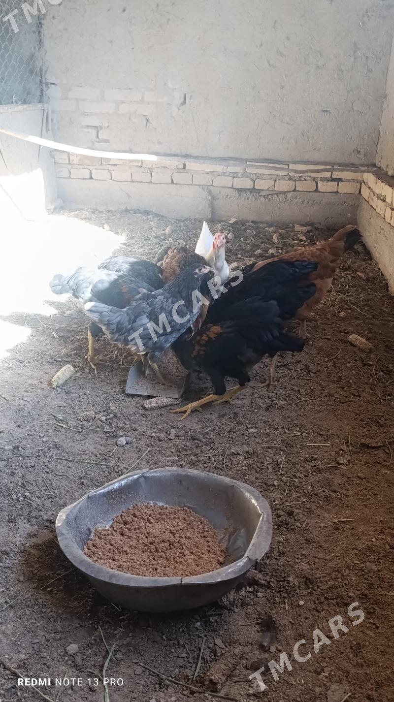 tovuk - Şabat etr. - img 2