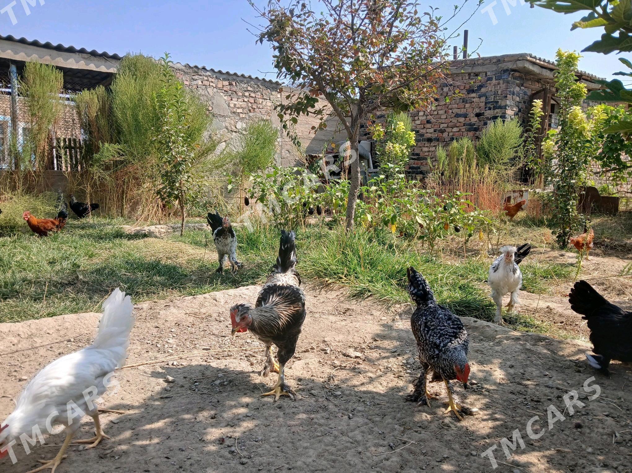 Horaz - Bereket - img 4