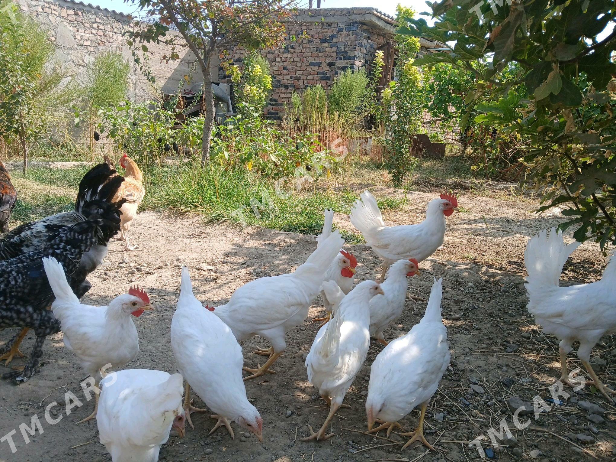 Horaz - Bereket - img 6