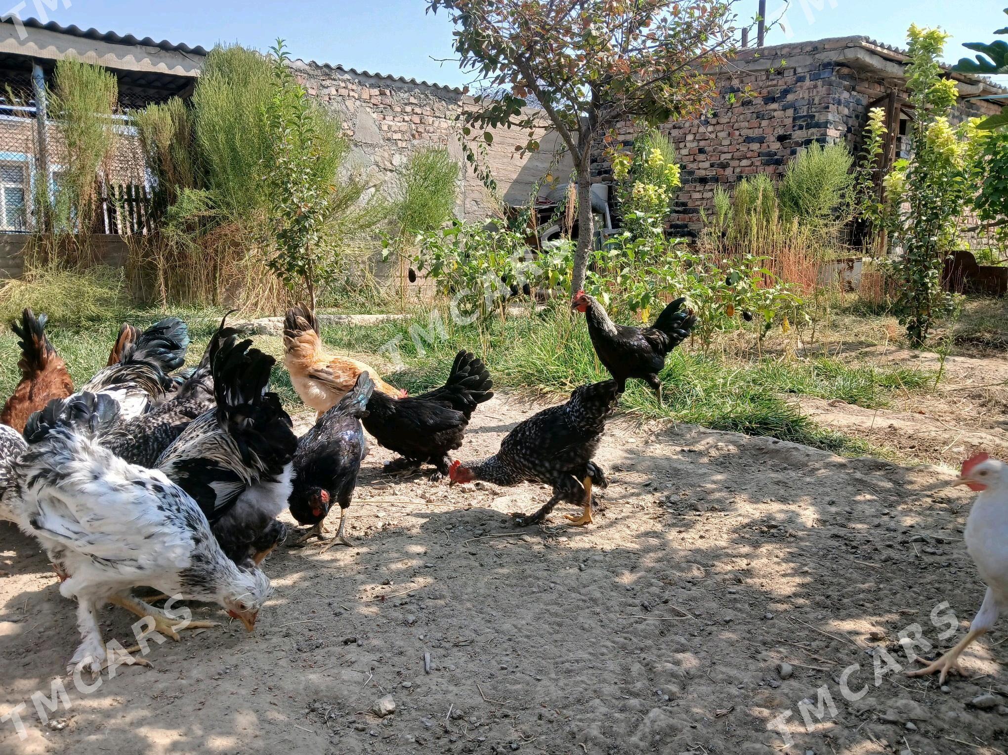Horaz - Bereket - img 7