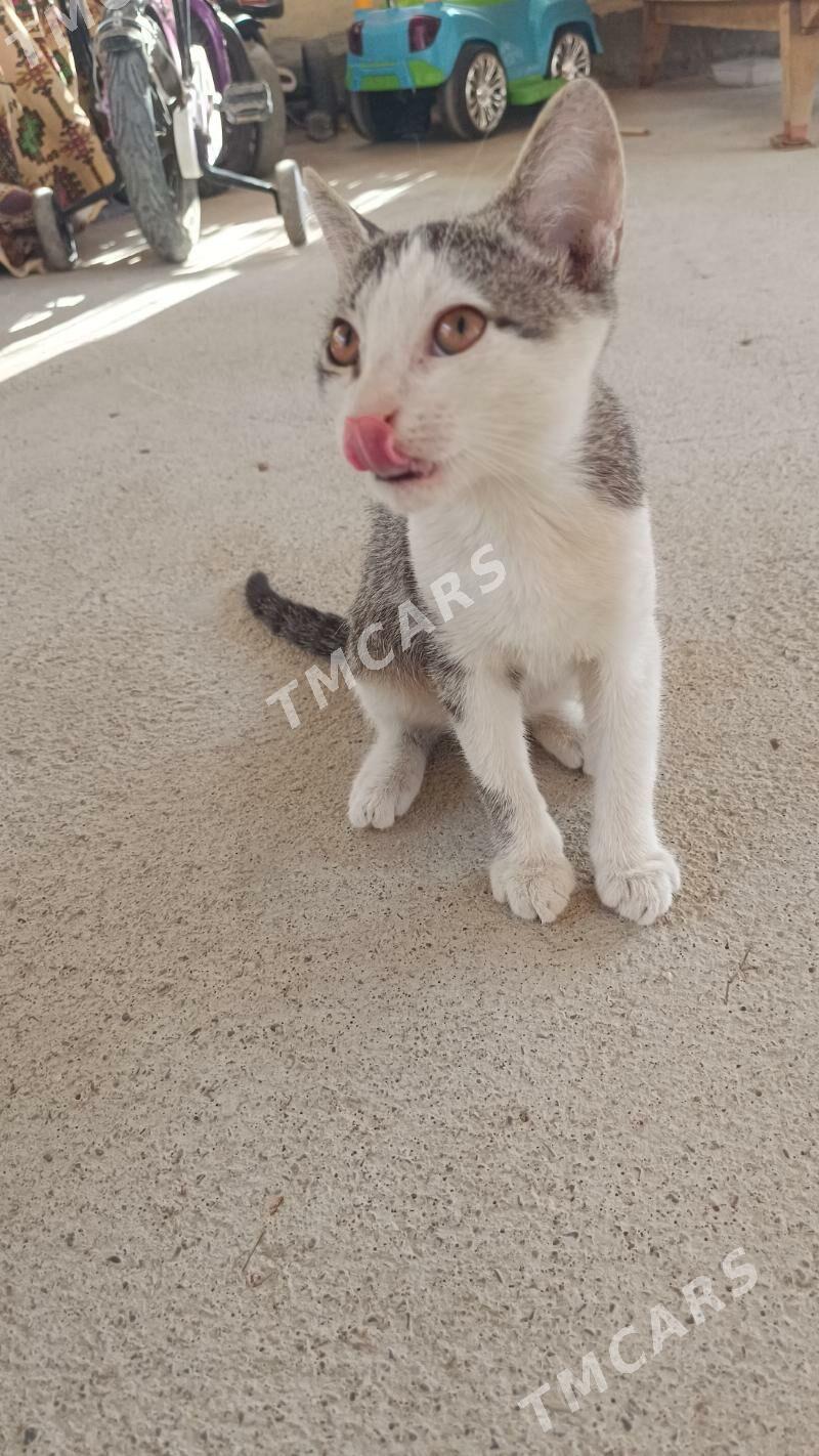 pishik котята кошки - Köşi - img 3