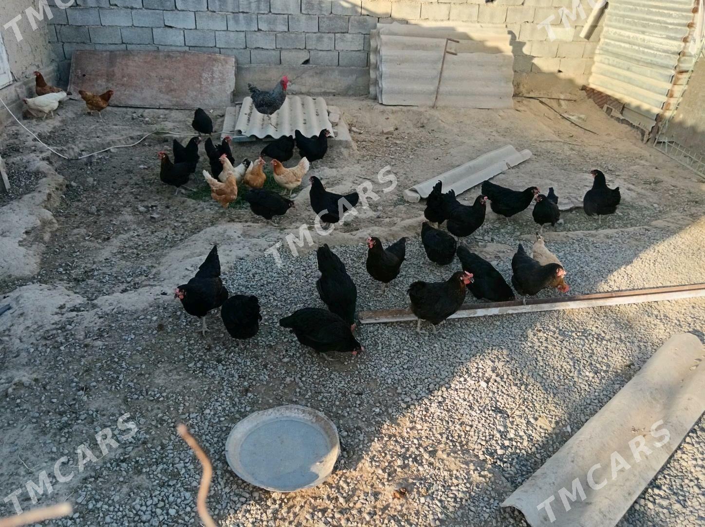 Yumurtga Daminat Ataks. Zakaza - Багир - img 5