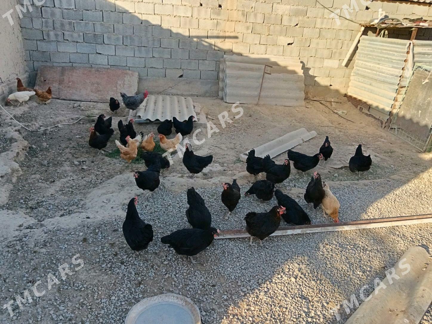 Yumurtga Daminat Ataks. Zakaza - Багир - img 4