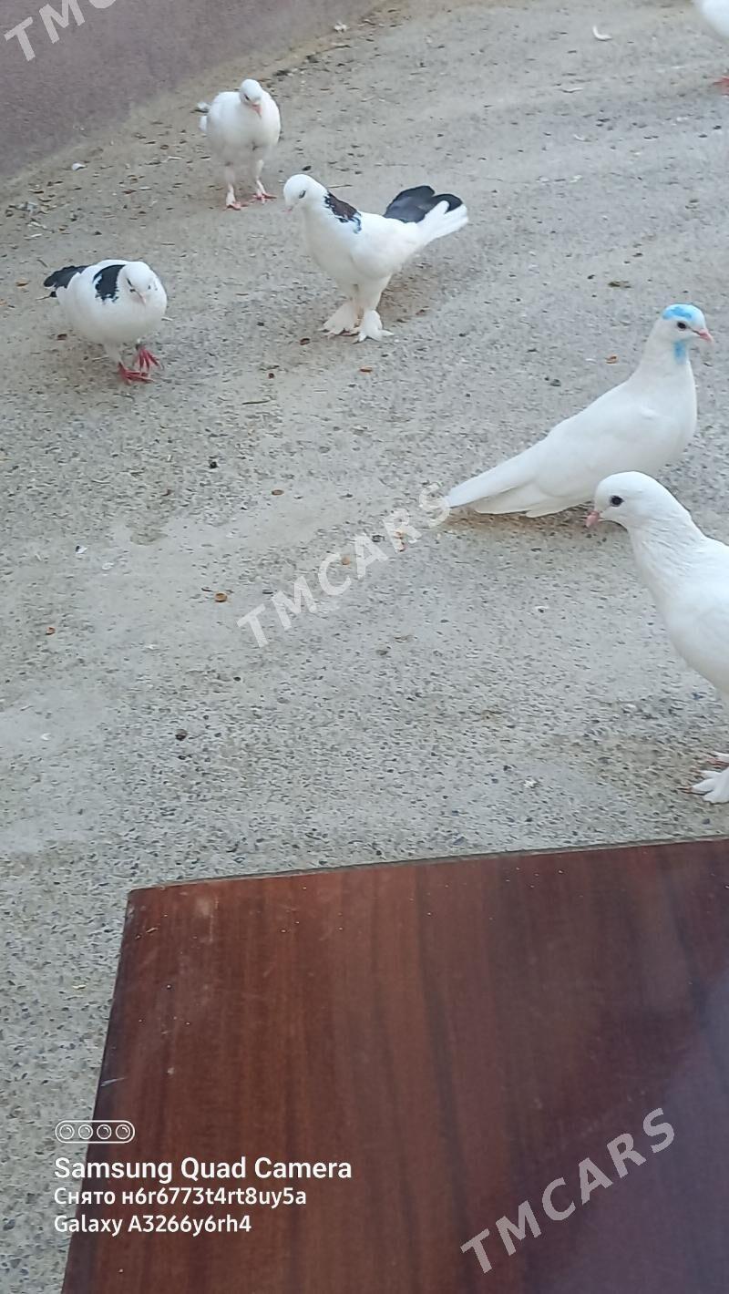 kepderi - Garadamak - img 1