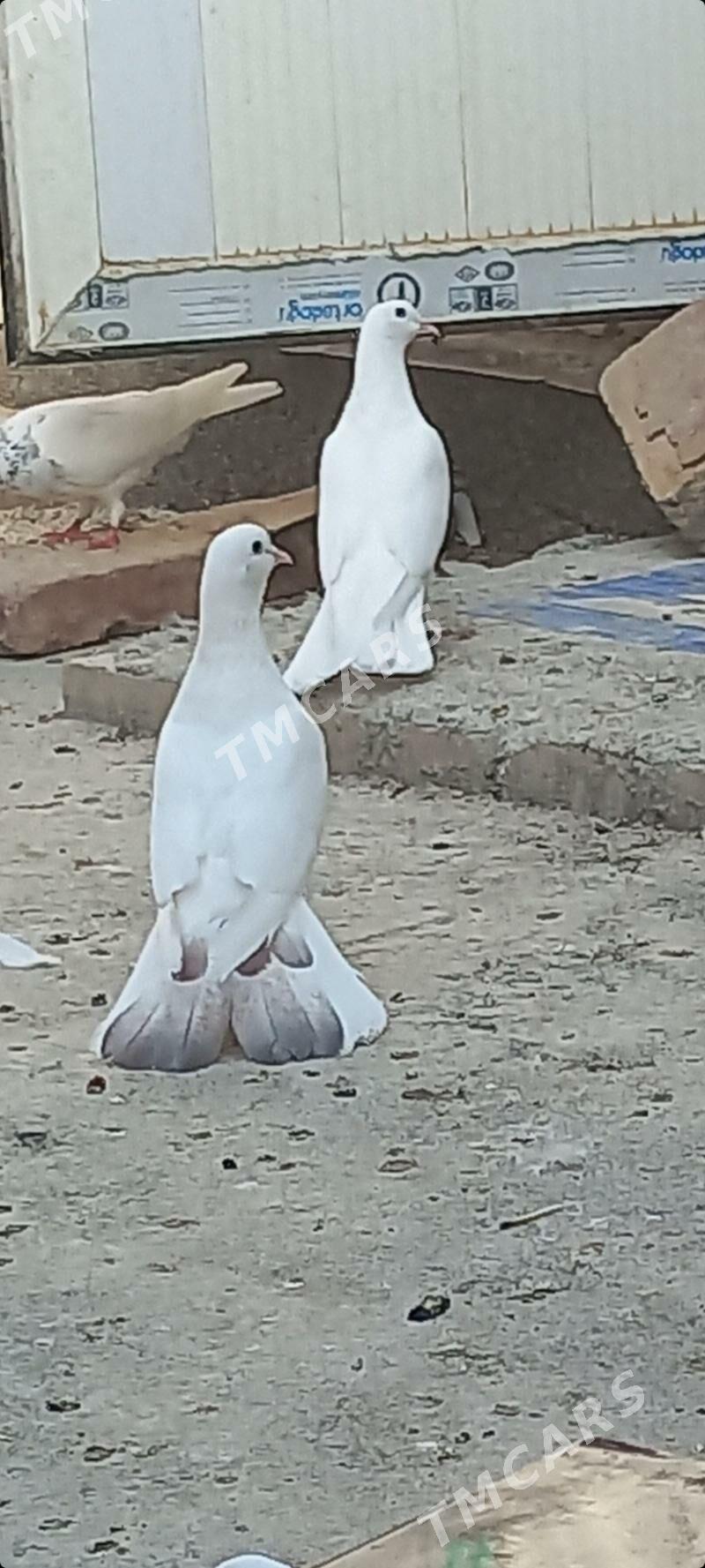 kepderi - Garadamak - img 3