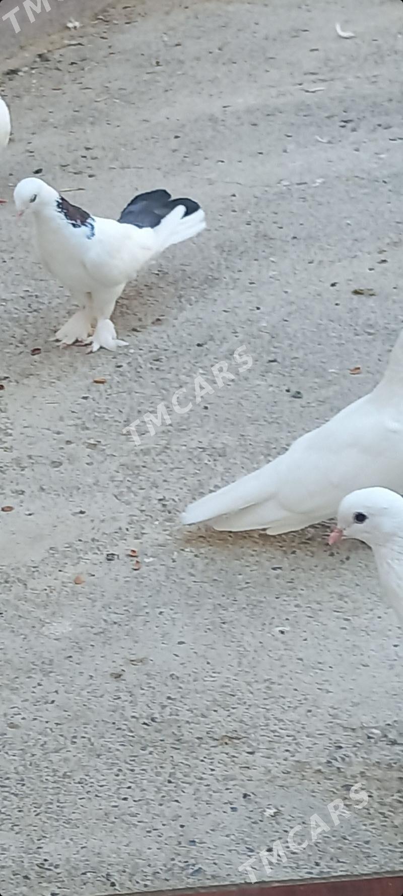 kepderi - Garadamak - img 2