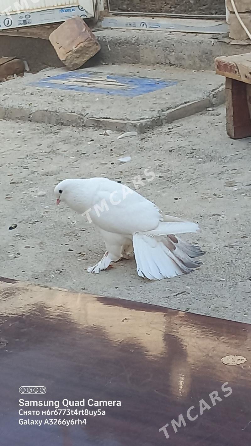 kepderi - Garadamak - img 6