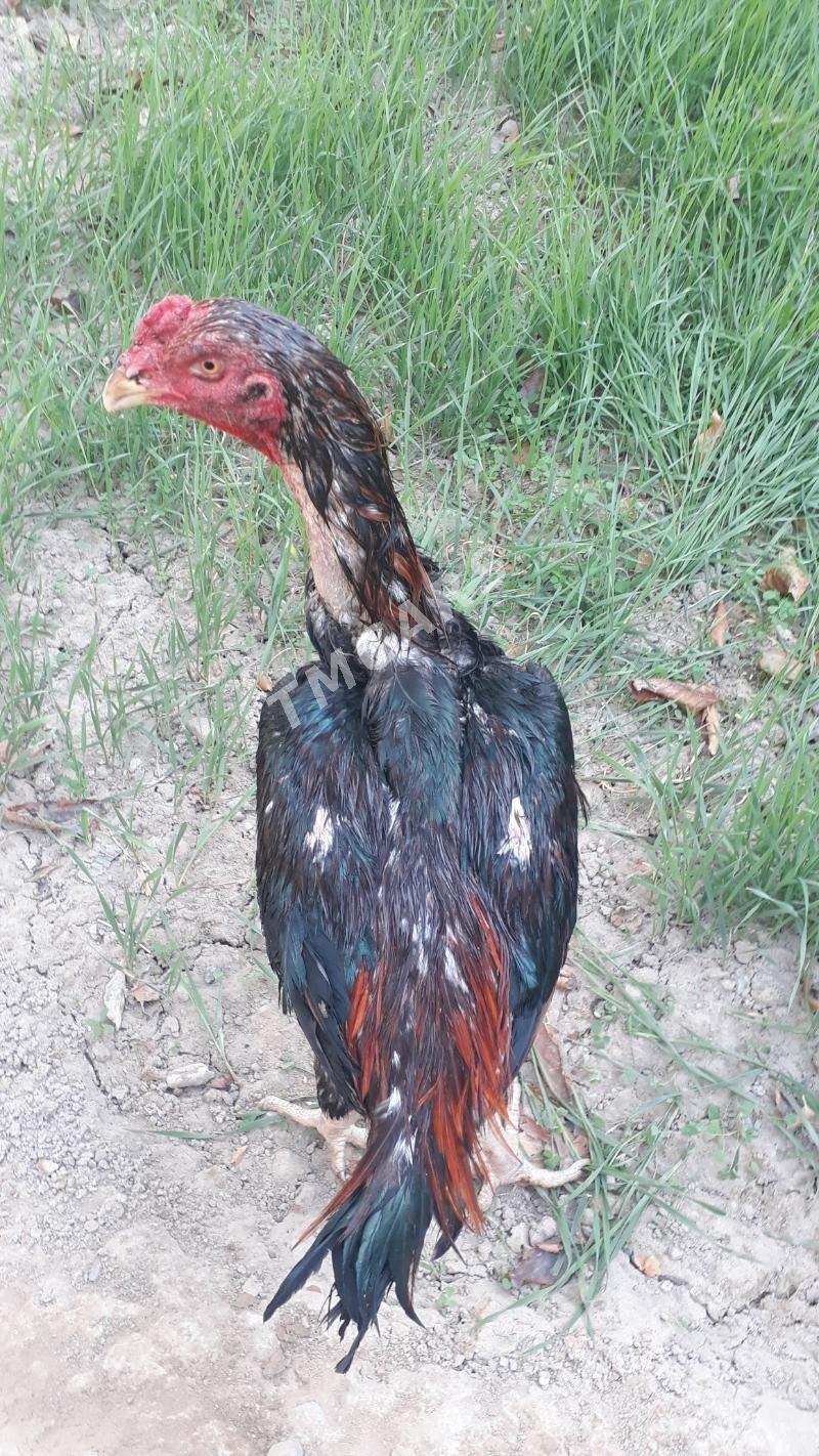 Taşkent horaz - Änew - img 2