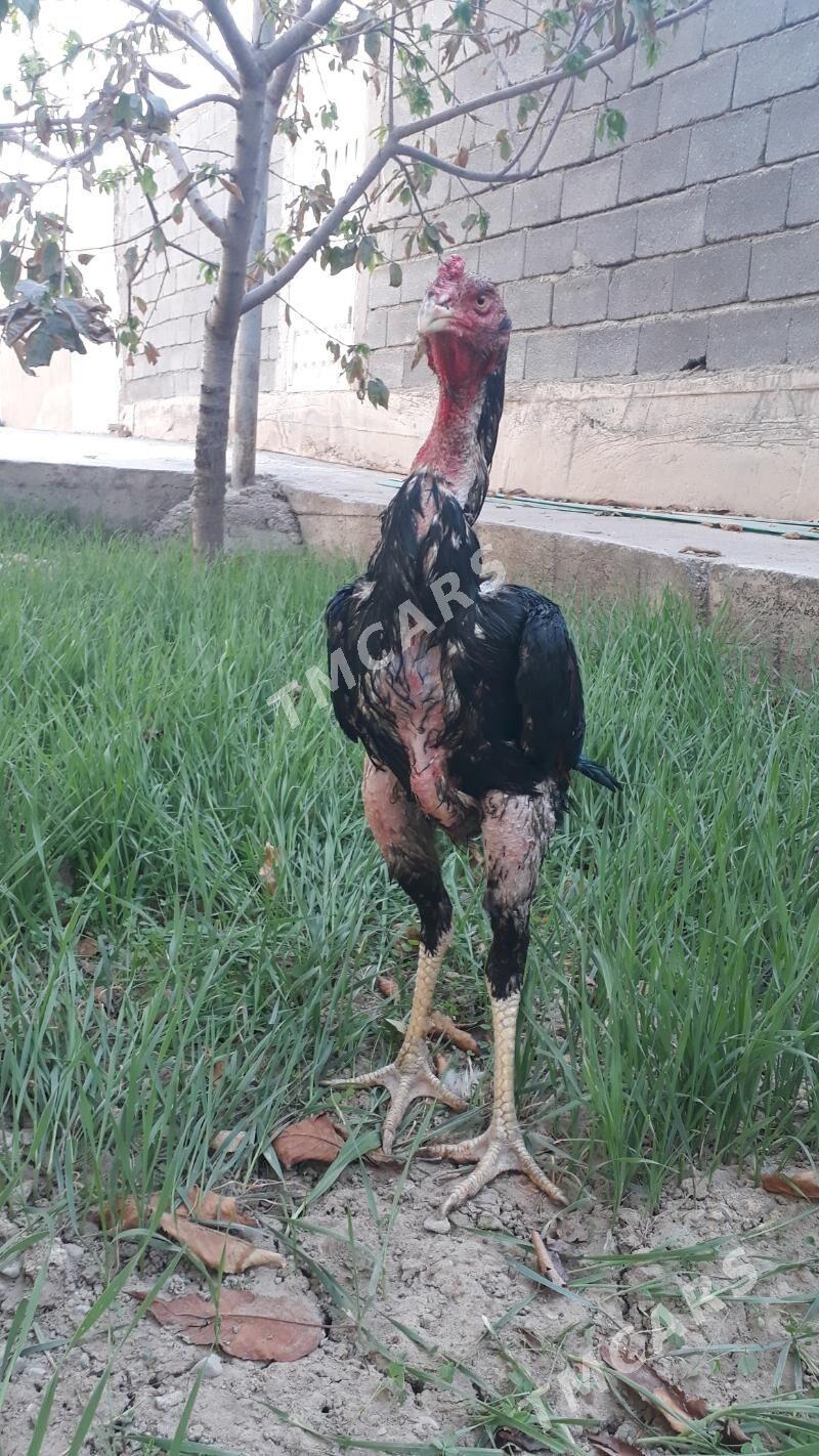 Taşkent horaz - Änew - img 3